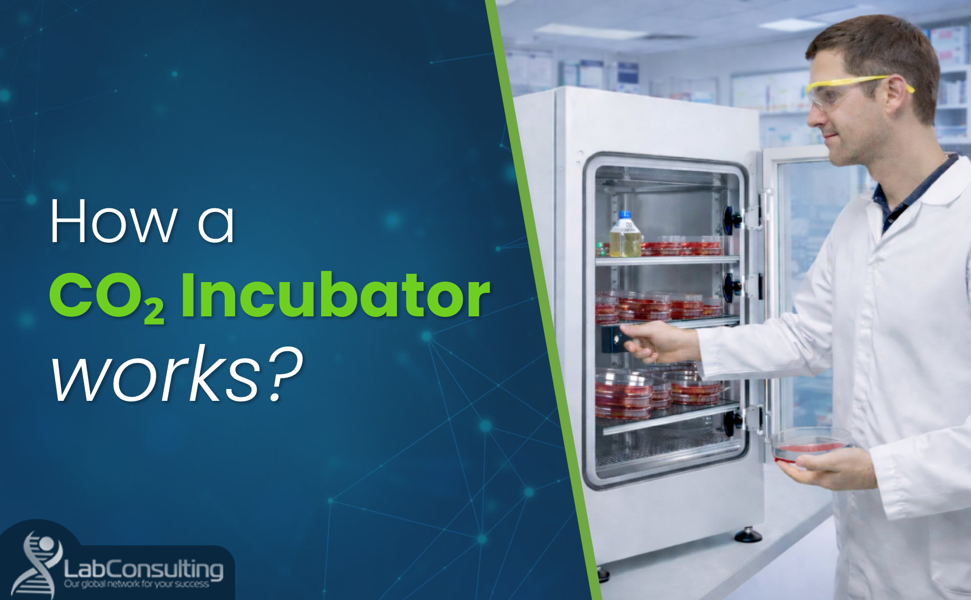 Lab technician using a CO2 incubator with culture plates inside, showing how a CO2 incubator works for cell culture temperature, CO2 and humidity control.