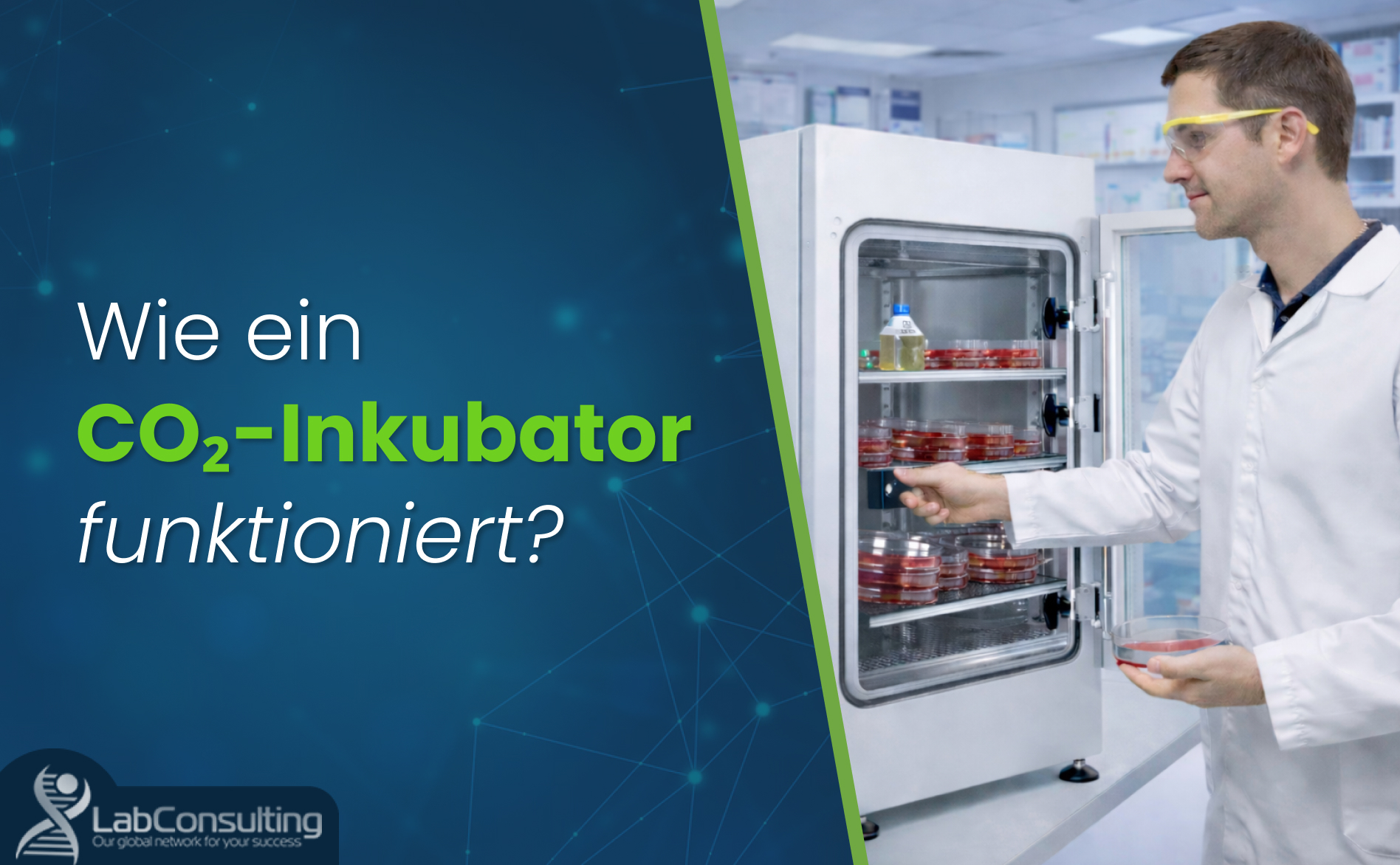 Laborant prüft CO2-Inkubator mit Zellkulturschalen; erklärt, wie ein CO2-Inkubator funktioniert durch Kontrolle von Temperatur, CO2 und Luftfeuchtigkeit.